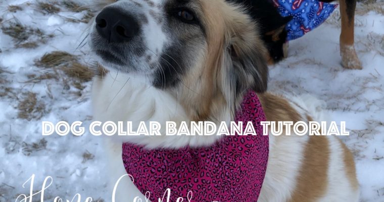 Dog Collar Bandana Tutorial