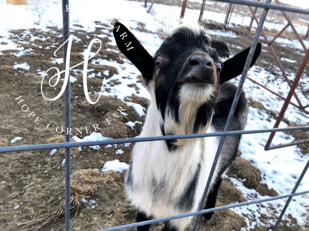 ADGA Alpine Buck Hope Corner Farm