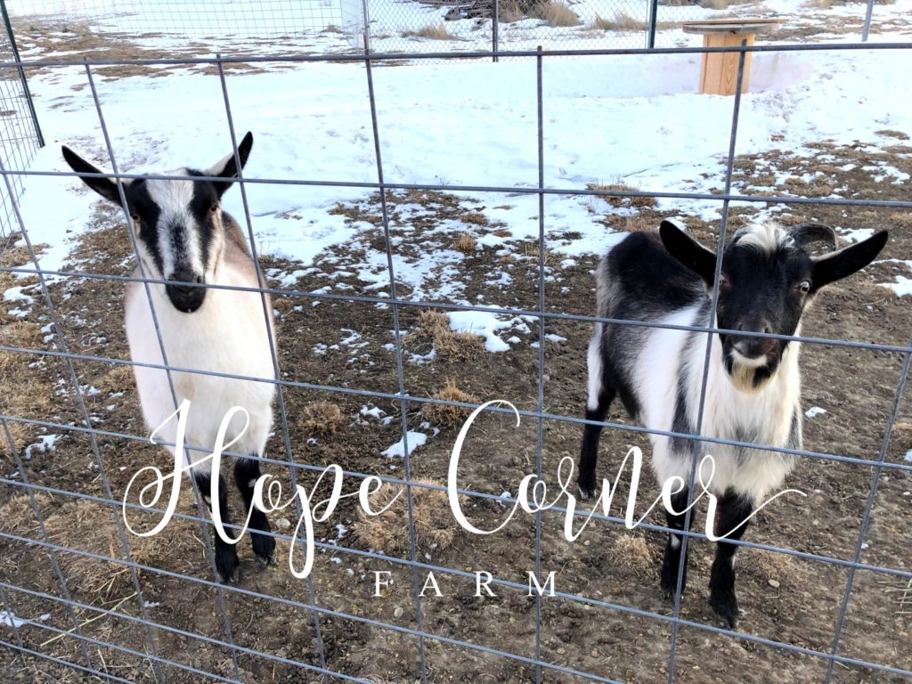 ADGA American Alpine goats Hope Corner Farm