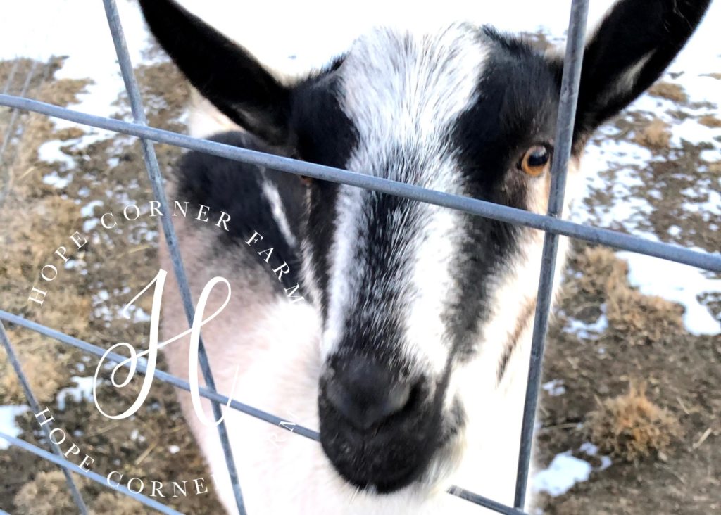 ADGA Alpine doe Hope Corner Farm