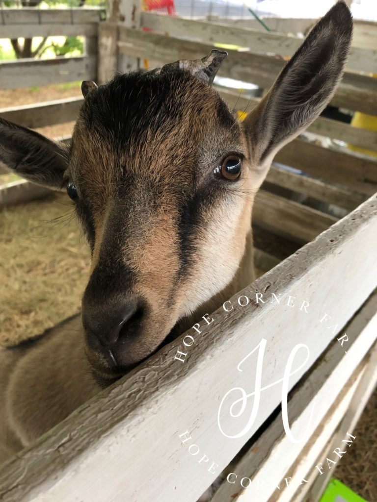 ADGA Alpine Buck Hope Corner Farm