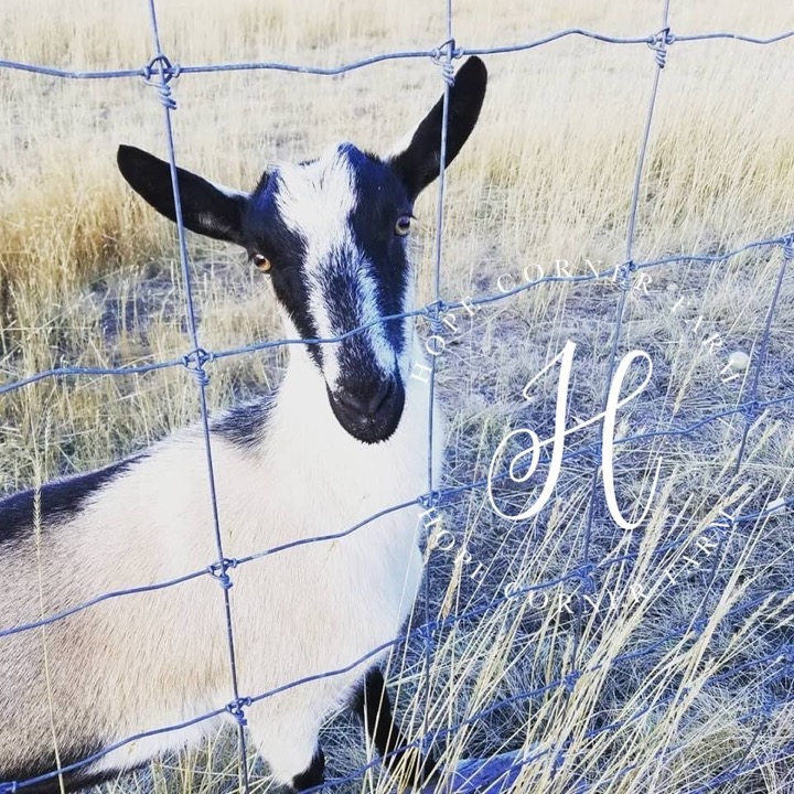 ADGA Alpine Doe Hope Corner Farm