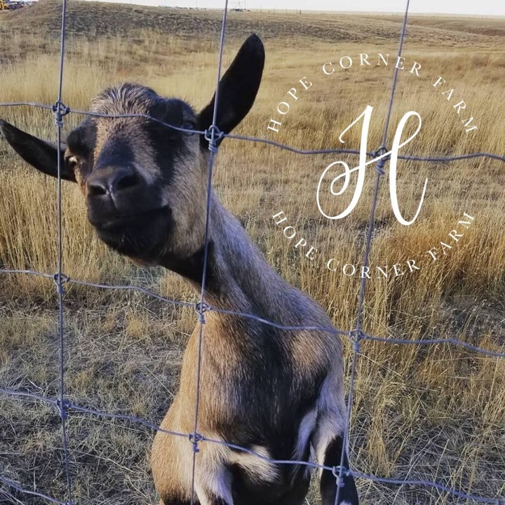 ADGA Alpine Doe Hope Corner Farm